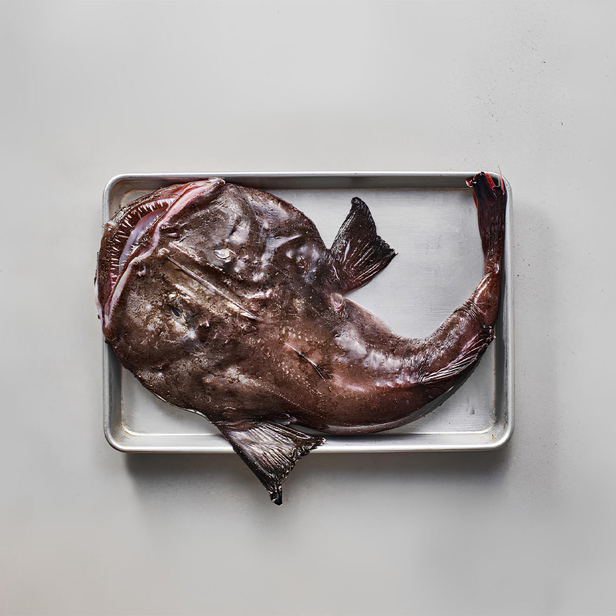 monkfish-signature-fish2
