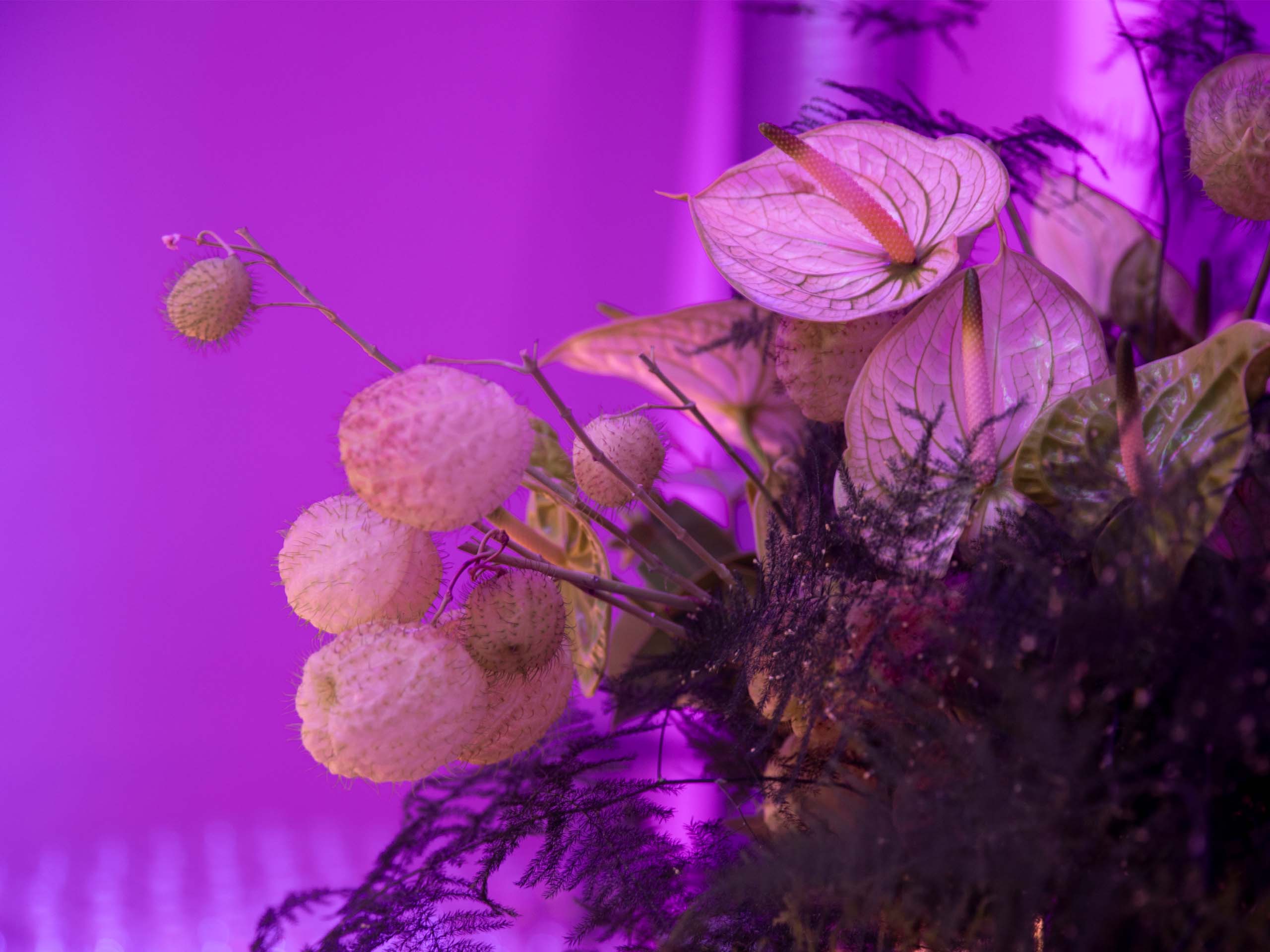 dla-piper-future-is-now-2560x1920_0000_2024_09_23_Monkfish_DLA_039