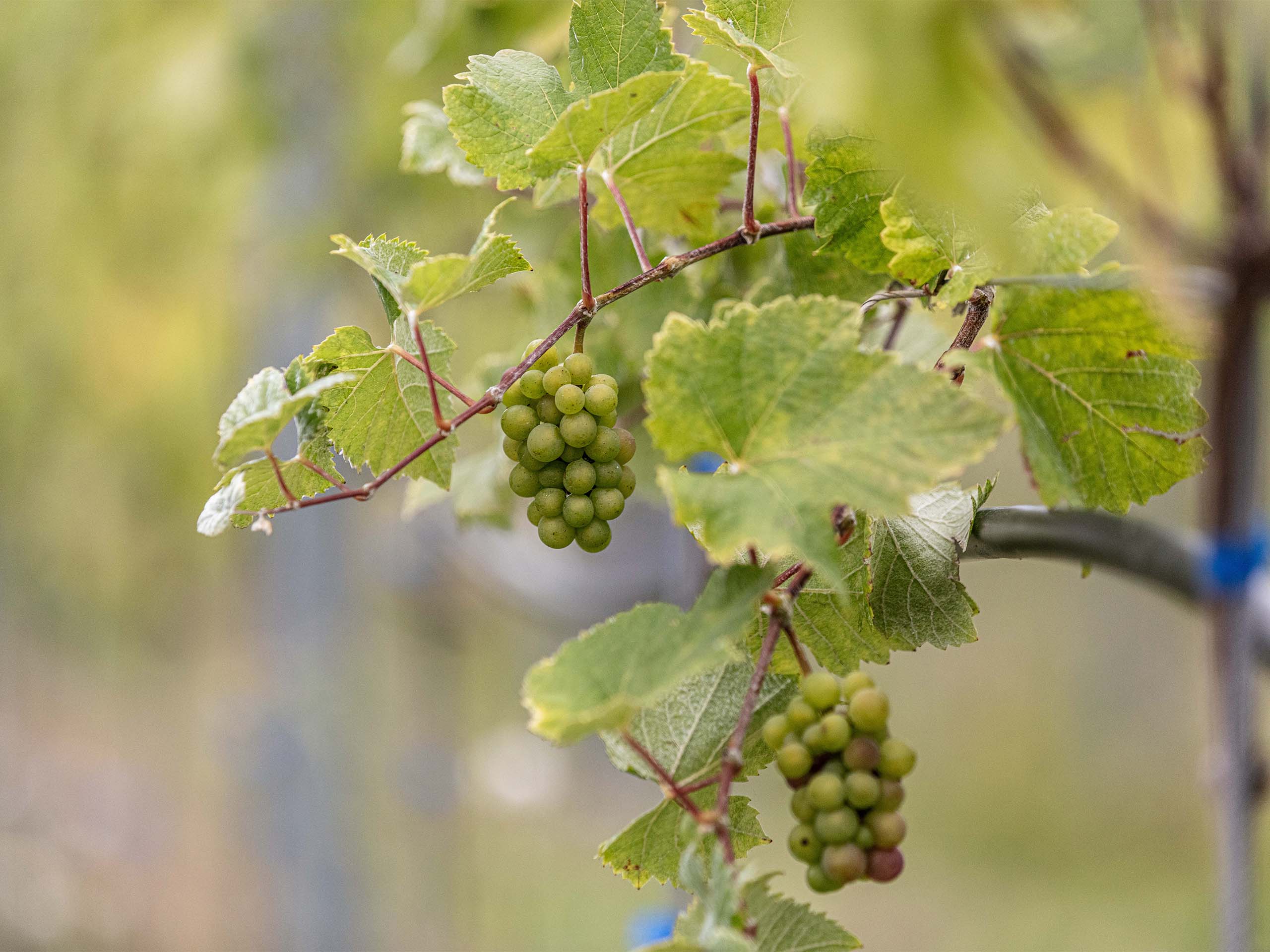 bcg-outing-2025-2560x1920_0017_NEW_desat_FINAL_HIRES_JPEGS_Monkfish@SchlossFleesensee_BCG_REEDITED-117